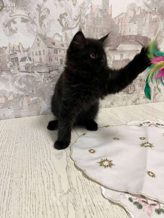 Кошки в Москве: ⭐ Продаётся маленький «трактор» с золотыми фарами ⭐ Мальчик, 20 000 руб. - фото 4