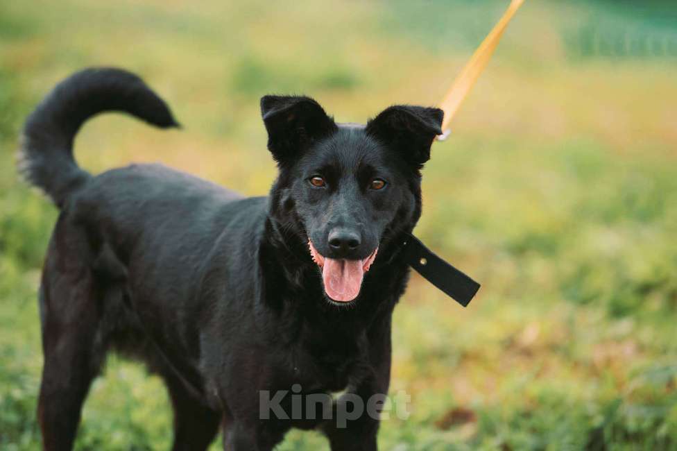 Собаки в Москве: Золя Девочка, Бесплатно - фото 2