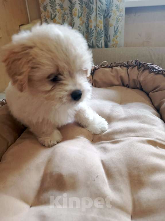 Собаки в других городах Курской области: Мальчик Марсель Мальчик, 15 000 руб. - фото 2