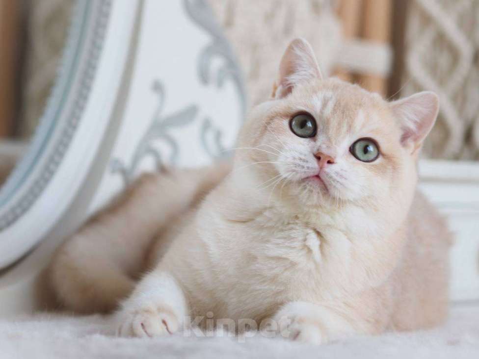 Кошки в Москве: Британский котенок Раф Мальчик, 150 000 руб. - фото 8