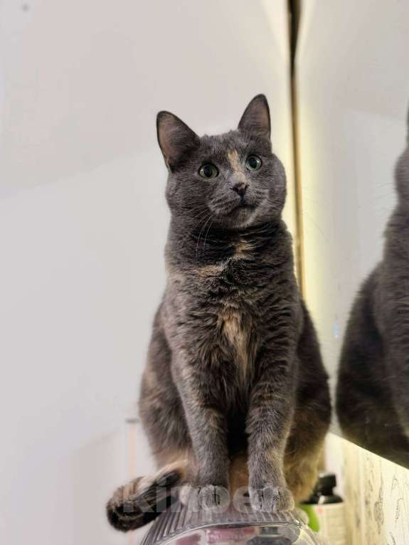 Кошки в Балашихе: Корица Девочка, Бесплатно - фото 6