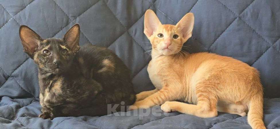 Кошки в Санкт-Петербурге: Ориентальный котёнок Разнополые, 30 000 руб. - фото 1