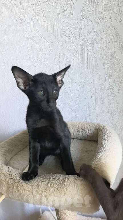 Кошки в Асбесте: Черный орик тальный котик Мальчик, 65 000 руб. - фото 2