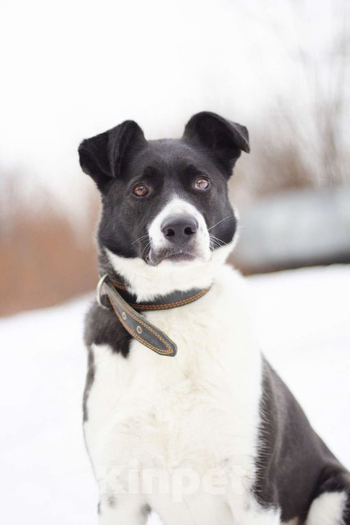 Собаки в Москве: Настоящий друг и компаньон Акира в поисках семьи Девочка, Бесплатно - фото 1