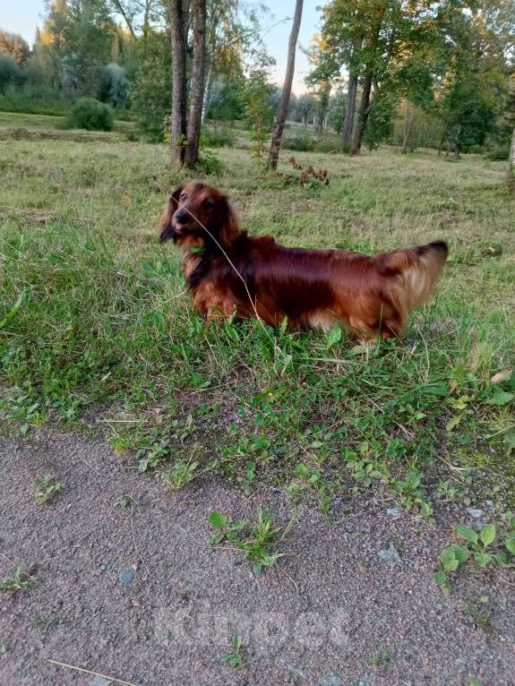 Собаки в Санкт-Петербурге: Вязка Мальчик, 1 руб. - фото 3