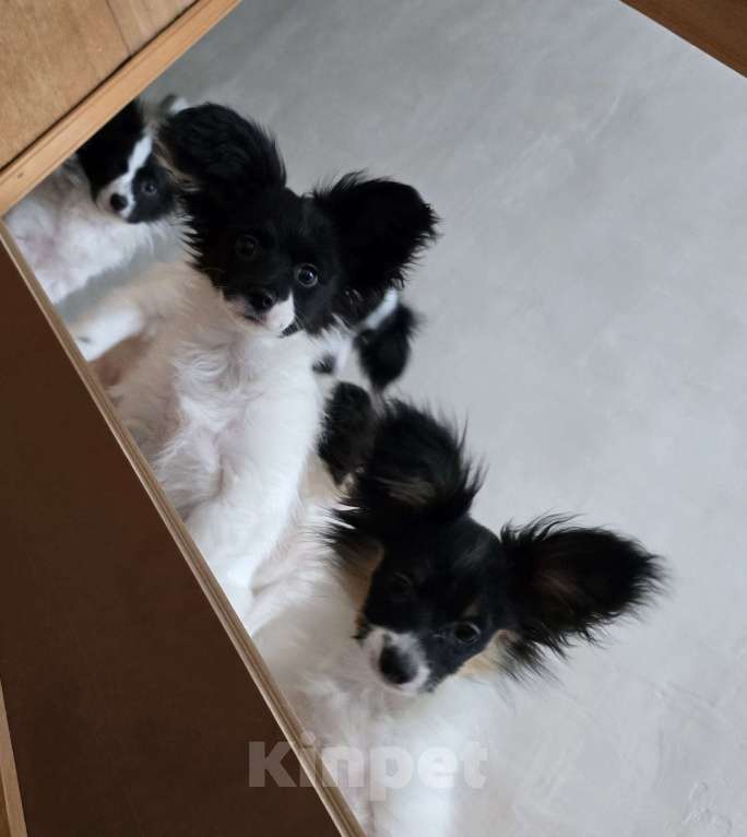 Собаки в других городах Московской области: Щенки Папийон девочки и мальчики Мальчик, 25 000 руб. - фото 2