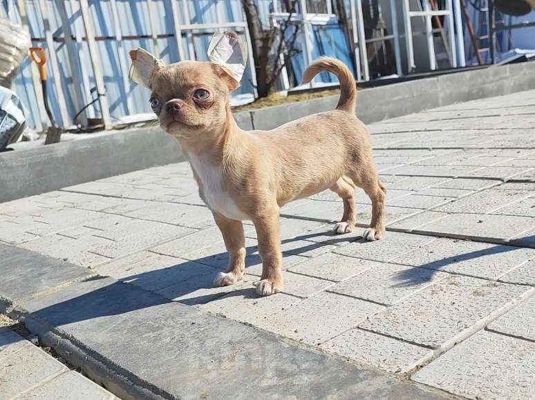 Собаки в Саратове: Милашка Чихуахуа Девочка, Бесплатно - фото 5