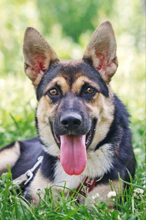 Собаки в других городах Московской области: Альфа Девочка, Бесплатно - фото 2