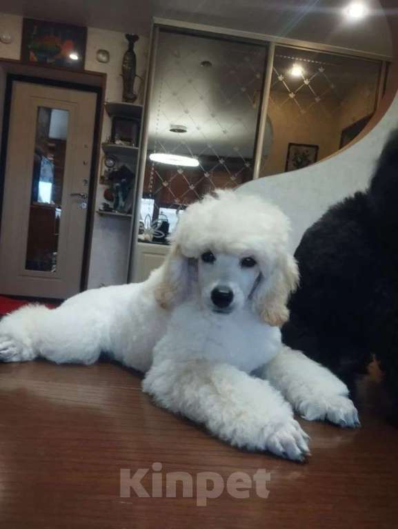 Собаки в Санкт-Петербурге: Щенки малого пуделя Мальчик, 80 000 руб. - фото 8