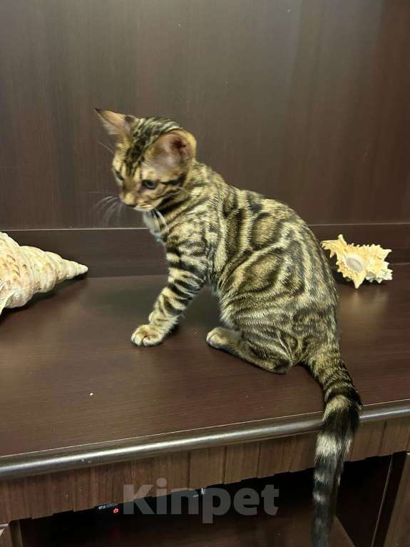 Кошки в Роднике: Бенгальский мальчик Мальчик, Бесплатно - фото 7