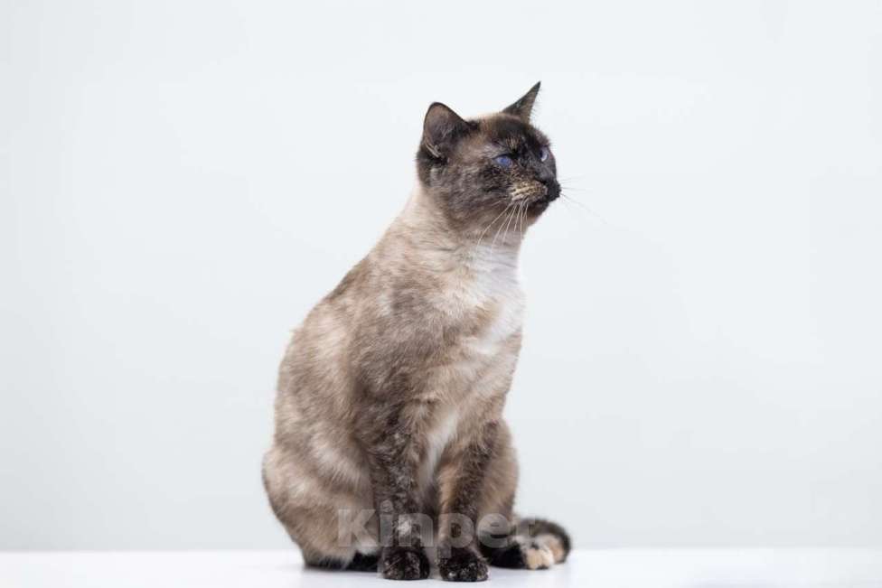 Кошки в Москве: Варвара Девочка, Бесплатно - фото 6