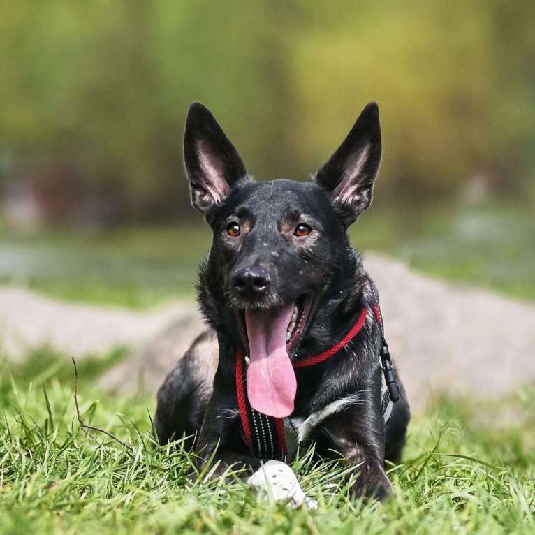 Собаки в Москве: Собака бесплатно. Москва и МО. Майя. Девочка, Бесплатно - фото 2
