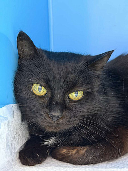 Трогательная кошечка Картоха в добрые руки!