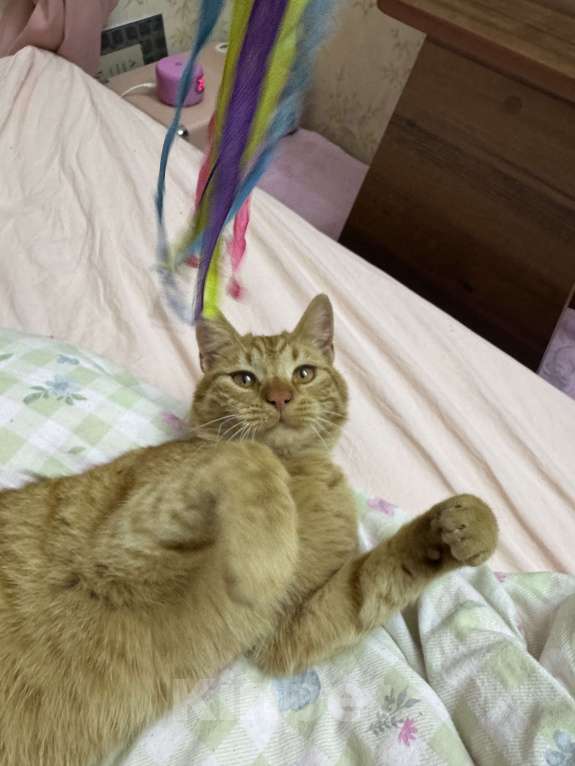 Кошки в Севастополе: Ласковый котик(мальчик) Мальчик, Бесплатно - фото 3