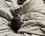 Кошки в Калуге: Котенок Мальчик, Бесплатно - фото 2