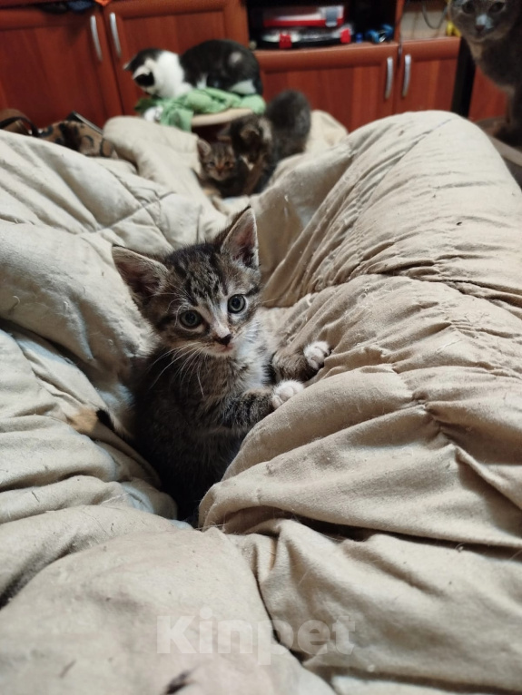 Кошки в Калуге: Котенок Мальчик, Бесплатно - фото 2