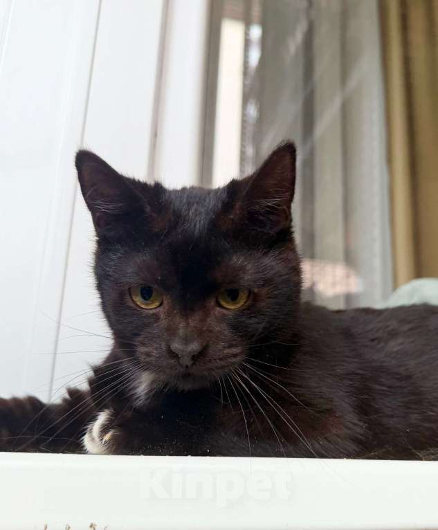 Кошки в Москве: Ласковый котёнок Кнопик в добрые руки Мальчик, Бесплатно - фото 2