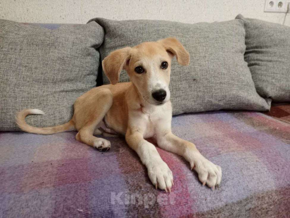 Собаки в Красногорске: Умник ищет хозяев Мальчик, Бесплатно - фото 2