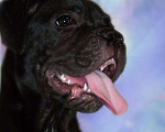 Собаки в Москве: Очароваровательна черная красавица. кане корсо, 40 000 руб. - фото 3