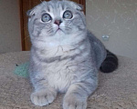 Кошки в Саратове: Котики фолдики, 15 000 руб. - фото 7