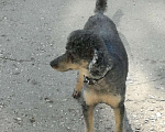Собаки в Самаре: Пудель ,приглашает на вязку, 3 000 руб. - фото 5