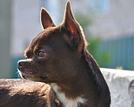 Собаки в Липецке: Чихуахуа кобель шоколад 2,5 кг на вязку Мальчик, 100 руб. - фото 2