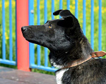 Собаки в Москве: Спокойный интеллигентный Блэк в дар Мальчик, Бесплатно - фото 5