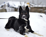 Собаки в Москве: Сева ищет семью Мальчик, Бесплатно - фото 1