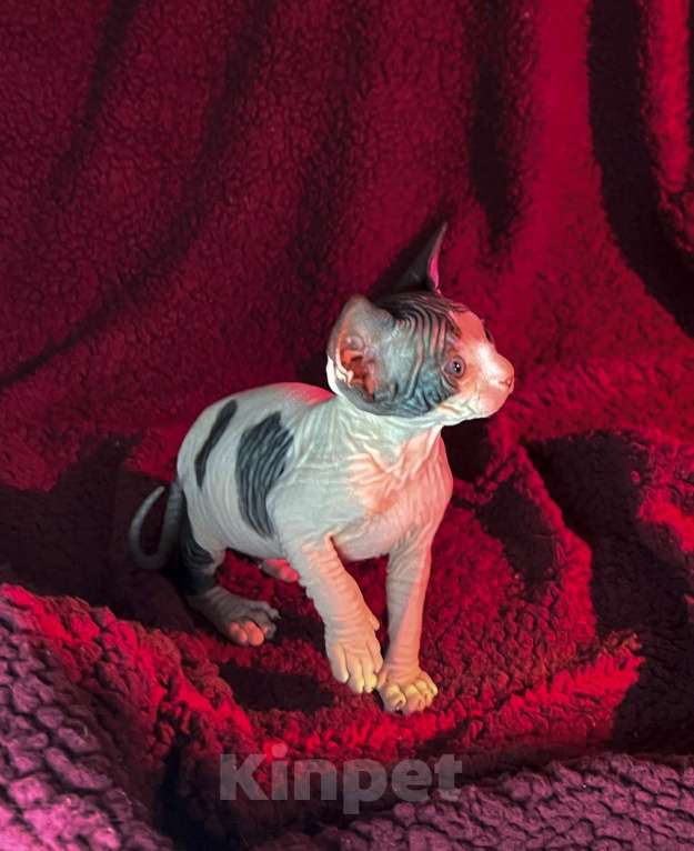 Кошки в Воронеже: Канадский сфинкс котёнок Мальчик, 15 000 руб. - фото 1