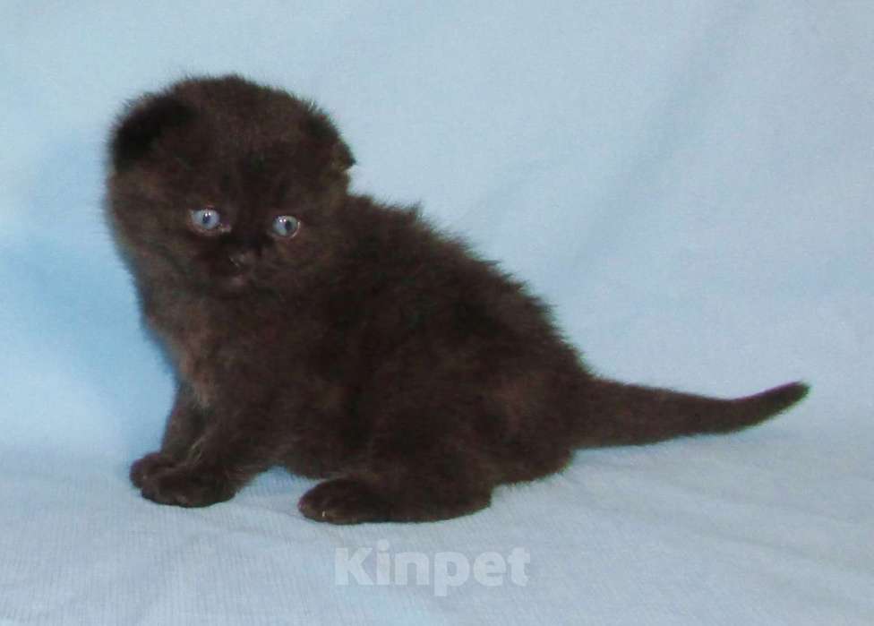 Кошки в Санкт-Петербурге: шотландская кошечка фолд Девочка, 40 000 руб. - фото 1