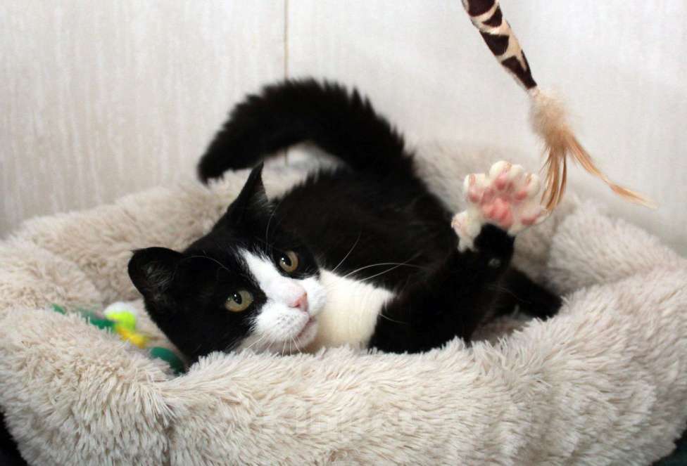 Кошки в Калуге: Феличита из магазина ищет дом. Молодая кошечка в добрые руки. Девочка, Бесплатно - фото 10