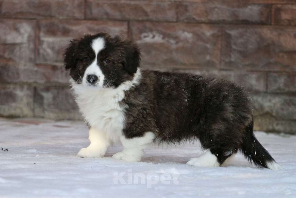 Собаки в Москве: Вельш корги кардиган -девочка  Девочка, 35 000 руб. - фото 5