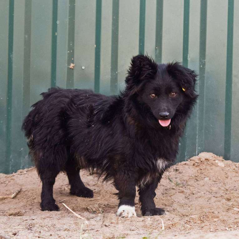 Собаки в других городах Московской области: Малыш Симба в дар Мальчик, Бесплатно - фото 10