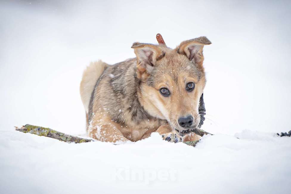 Собаки в Москве: Ласкуша Нюша очень ждет своего родного ЧЕЛОВЕКА. Девочка, Бесплатно - фото 2