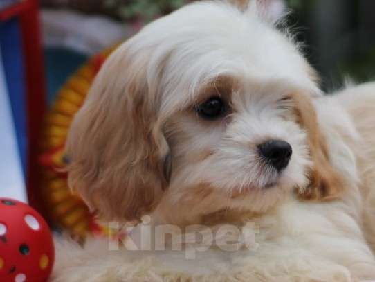 Собаки в Екатеринбурге: Малыши кавапу Мальчик, 50 000 руб. - фото 1