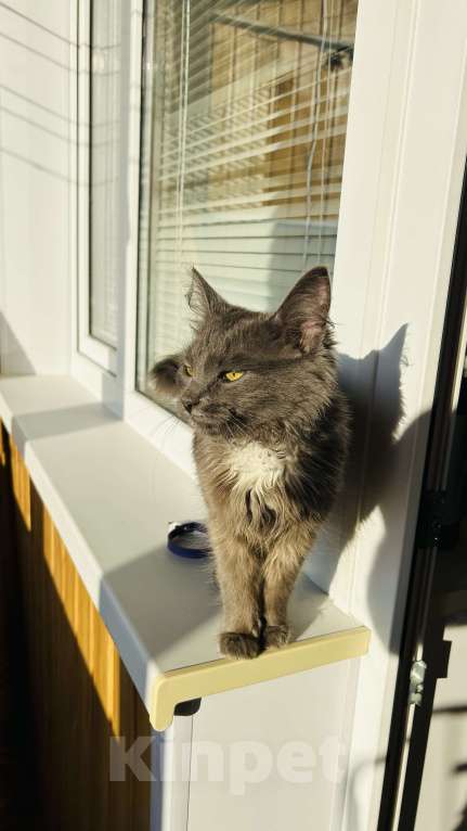 Кошки в Чебоксарах: Муся Девочка, Бесплатно - фото 3