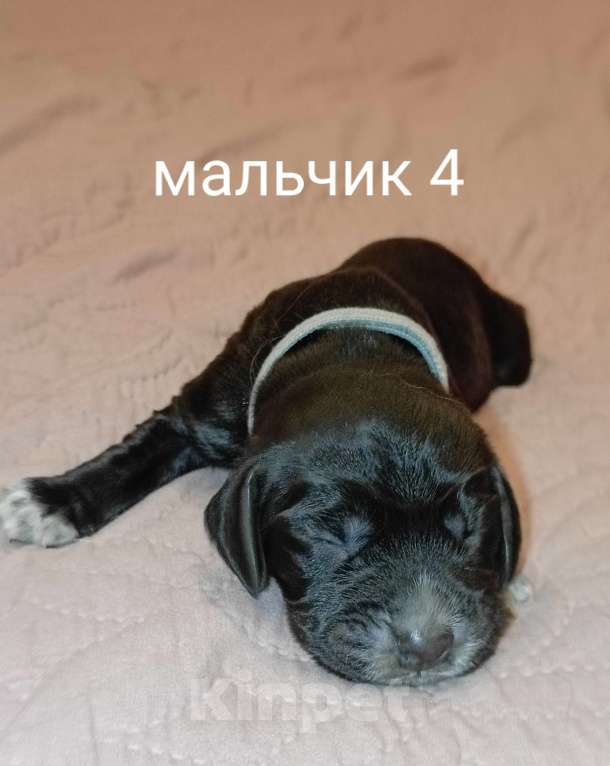 Собаки в Москве: Мальчик4 Мальчик, 45 000 руб. - фото 1