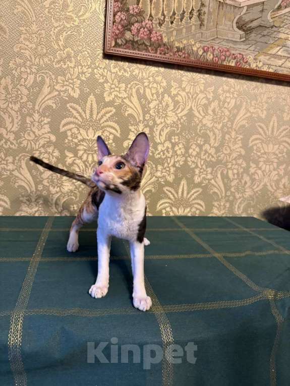 Кошки в Санкт-Петербурге: котенок корниш-рекс Девочка, 35 000 руб. - фото 3