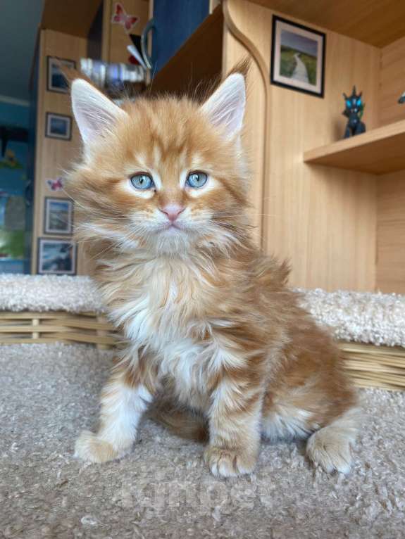 Кошки в Екатеринбурге: мальчик мейн-кун Мальчик, 40 000 руб. - фото 3