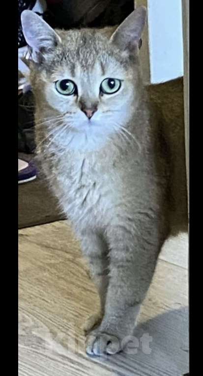 Кошки в Воронеже: Шотландская золотая шиншилла  Девочка, Бесплатно - фото 3