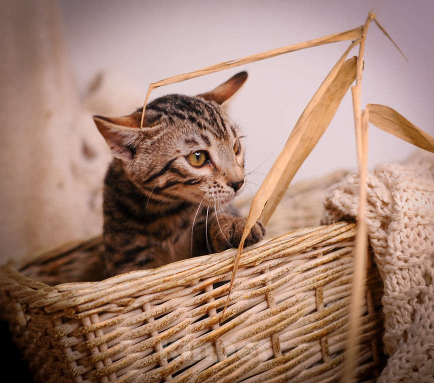 Кошки в Москве: Бенгальский котенок золото холодный Мальчик, 35 000 руб. - фото 3