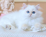 Кошки в Владивостоке: Британский котёнок. Длинношерстный поинт Девочка, 150 000 руб. - фото 4