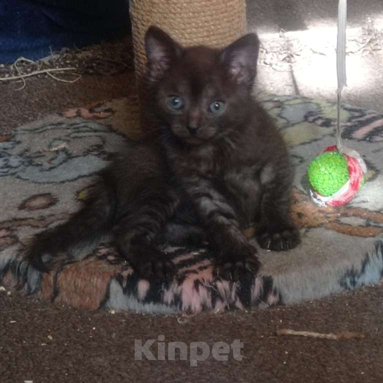 Кошки в Екатеринбурге: Котенок дымчатого цвета Девочка, 100 руб. - фото 1