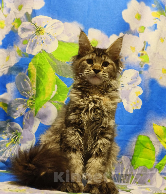 Кошки в Москве: Котёнок Мейн-Кун Полидакт. Девочка Девочка, 100 000 руб. - фото 2