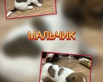 Собаки в Новосибирске: Бронирование щенков Разнополые, 40 000 руб. - фото 10