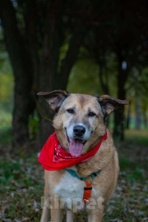 Собаки в других городах Московской области: Буся - путешественница Девочка, 1 руб. - фото 3