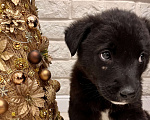 Собаки в Красногорске: Малыш в любящие руки  Мальчик, 10 руб. - фото 3