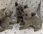 Кошки в Краснодаре: Бурманский котенок  Девочка, 20 000 руб. - фото 2