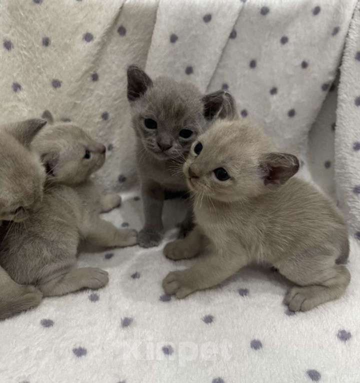 Кошки в Краснодаре: Бурманский котенок  Девочка, 20 000 руб. - фото 2