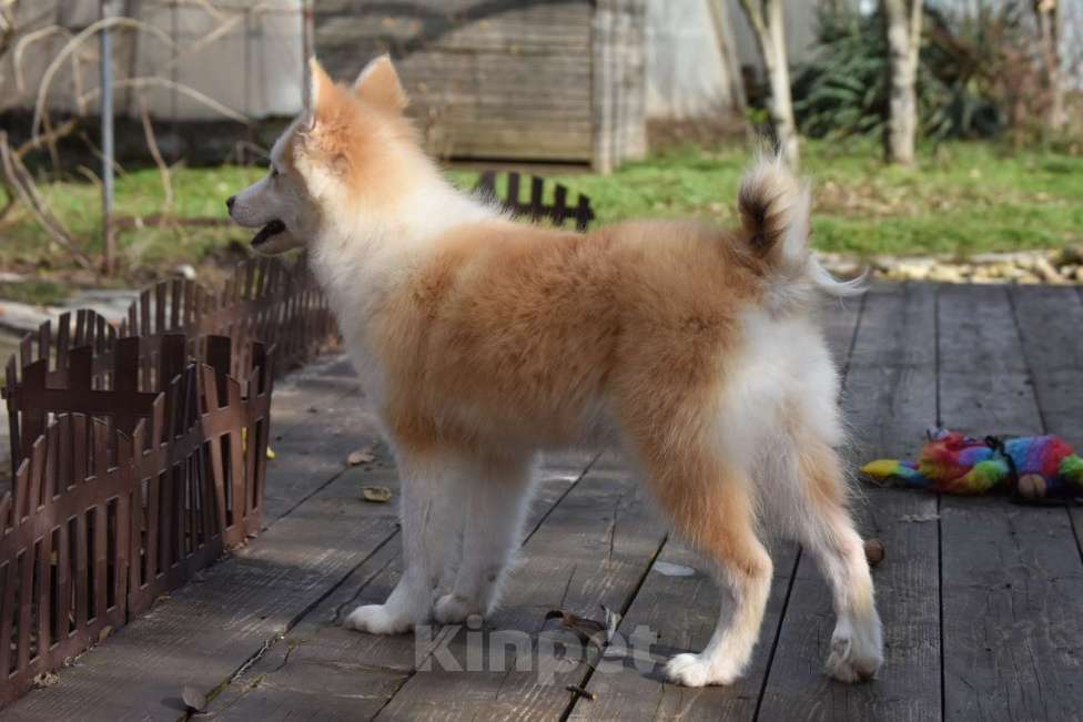Собаки в Москве: Ненецкая оленегонная лайка, кобель Жгучий перчик. Мальчик, 60 000 руб. - фото 2